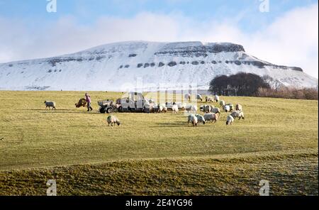 Yorkshire, Reino Unido. Enero de 25 2021: Un agricultor alimenta heno a sus ovejas de Swaledale en Horton-in-Ribblesdale, en el Parque Nacional de Yorkshire Dales. Un pico cubierto de nieve Pen-y-ghent se ve en el fondo. Crédito: John Bentley/Alamy Live News Foto de stock