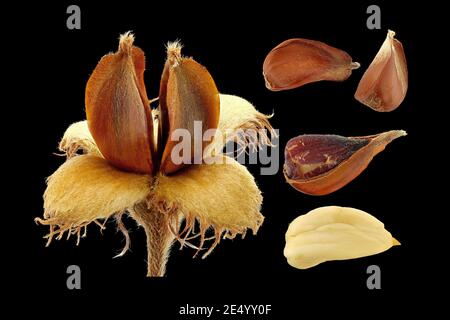Fagus sylvatica, haya europea, Rotbuche, primer plano, frutos (frutos secos) con semilla Foto de stock