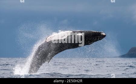 Ballena jorobada, Megaptera novaeangliae, breaching, Océano Atlántico, las Azores. Foto de stock