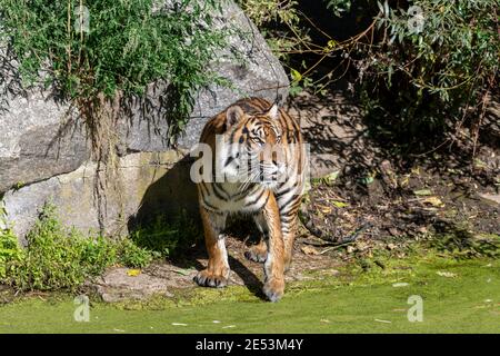 Tigre caminando cerca del agua al lado de la maleza común (lentejas de agua) y tener patas mojadas mientras está en el sol Foto de stock