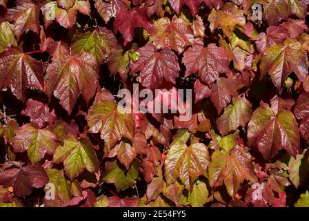 Wall ivy en colores de otoño a lo largo del camino de sirga del Regent's Canal, London, UK Foto de stock