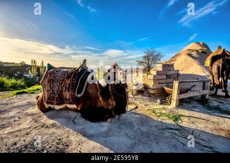 Los camellos están sentados en el suelo esperando a sentarse y viajar para usar el servicio. Para viajar en Capadocia, Turquía, por la tarde, el sol brilla yello Foto de stock