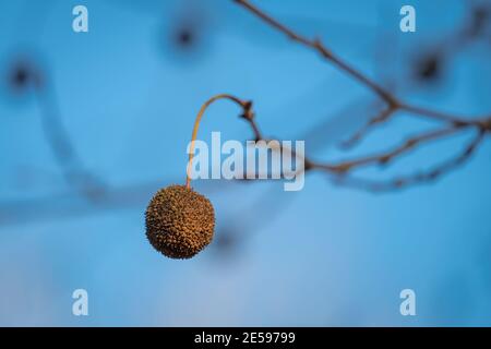 El fruto o semilla de un árbol sicómoro americano durante el invierno. Raleigh, Carolina del Norte. Foto de stock