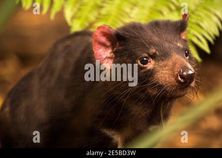 El diablo de Tasmania (Sarcophilus harrisii) Foto de stock