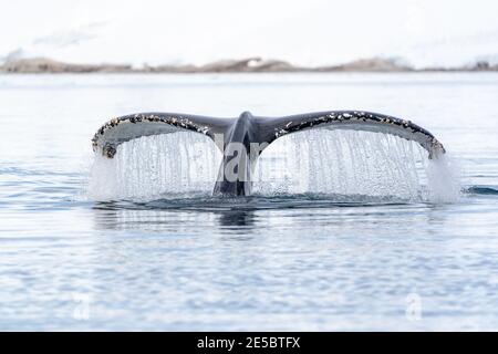 Una ballena jorobada zambullida y arroyos de agua de su poderoso cola