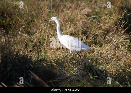 Un pequeño Egret (Egretta garzetta) de pie en un banco