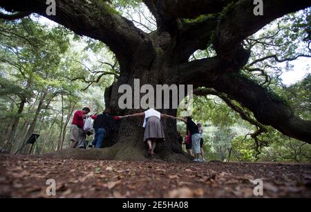 Vistitors hold hands around the trunk of the Angel Oak tree in Charleston, South Carolina September 24, 2013. Massive canopy shades stretching more than 17,000 square feet and a trunk wider than 25 feet in circumference have drawn generations of visitors to the centuries-old live oak tree on an island near historic Charleston. A group aiming to preserve the majestic tree for decades to come is racing against a fall deadline to raise the $1.2 million needed to protect surrounding land from development that environmentalists say would harm the oak's health.  REUTERS/Randall Hill  (UNITED STATES 