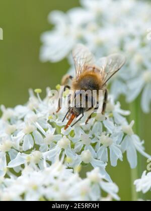 Una mosca drona femenina (Eristalis tenax) que toma néctar a través de su proboscis de una flor de la hierba (Heracleum sphondylium), junio Foto de stock