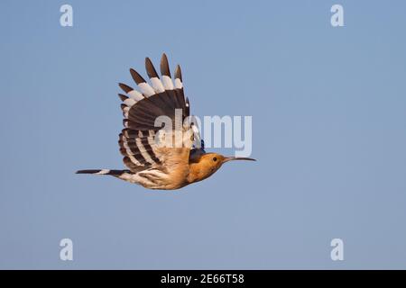 Eurasian Hoopoe (Upupa epops) adulto volando en cielo azul con alas abiertas, Dornod, Mongolia