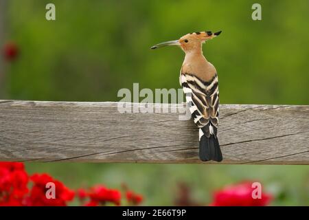Eurasian Hoopoe (Upupa epops), adulto sentado sobre una valla de madera con un insecto en el pico, Murcia, España