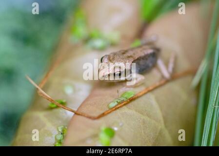 froglet común [Rana temporaria] recientemente metamorfoseado de un tadpole. 15 - 20 mm. Londres, Reino Unido