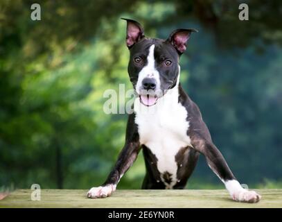 Mixed Breed perro negro sentado en blanco studio Fotografía de stock - Alamy