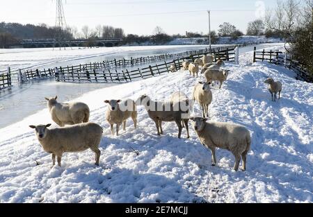 Pequeño rebaño de ovejas en invierno