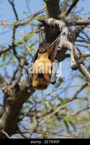 Bat (Pteropus giganteus), también conocido como el zorro volador indio, ) colgado en un árbol a la luz del día.