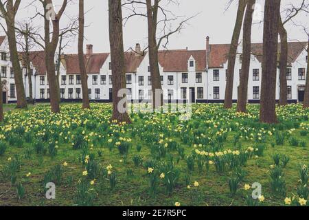 Brujas Beguinage con sus coloridos campos de tulipanes y casas. Bélgica. Foto de stock