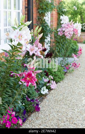 Borde de flores en un jardín inglés con lirios orientales, lirio, Reino Unido