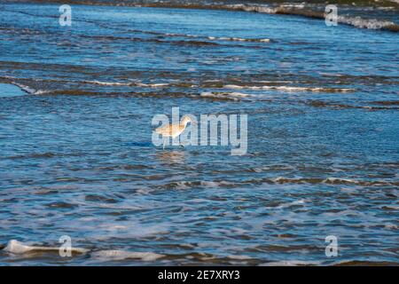 Un willet se desampara en el surf forrando para la comida.