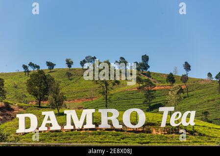 Marca de Damro. Las verdes colinas de plantas de té en la montaña son de Sri Lanka.Tea plantación, jardín de té Foto de stock