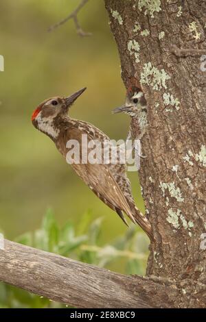 Arizona Woodpecker macho de alimentación anidando, Picoides arizonae, en roble. Foto de stock