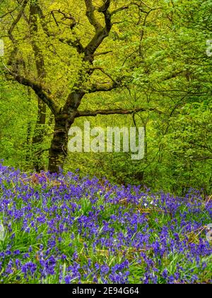 Arándanos y árboles en primavera en Bow Wood cerca de Lea En el distrito de Derbyshire Peak, Inglaterra, Reino Unido