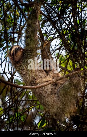 Pereza de tres dedos de garganta marrón con imagen de bebé tomada en Panamas bosque lluvioso
