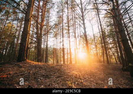 Hermoso amanecer al atardecer en el bosque de coníferas de otoño. Luz del sol a través de los bosques en el paisaje del bosque de otoño. El suelo está sembrado de agujas de pino.