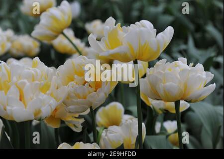 Amarillo y blanco Peony-florido Tulipanes tempranos dobles (Tulipa) Evita Flaming Florece en un jardín en abril Foto de stock
