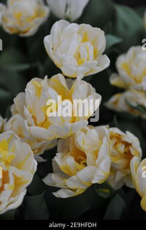 Amarillo y blanco Peony-florido Tulipanes tempranos dobles (Tulipa) Evita Flaming Florece en un jardín en abril Foto de stock