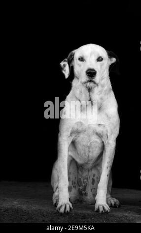 Perro blanco, dálmata, en blanco y negro, retrato, sentado y mirando. Foto de stock
