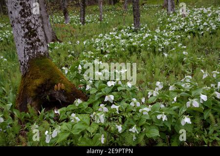 Trillium blanco de flores grandes (Trillium grandiflorum), primavera, EE.UU., por Dembinsky Photo Assoc Foto de stock
