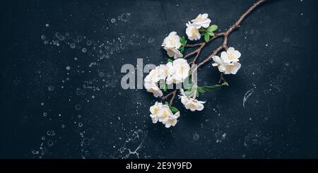 Florecimiento de rama de cerezo (artificial) plana se encuentra sobre fondo de piedra negra. Hermoso fondo de primavera. Vista superior, banner