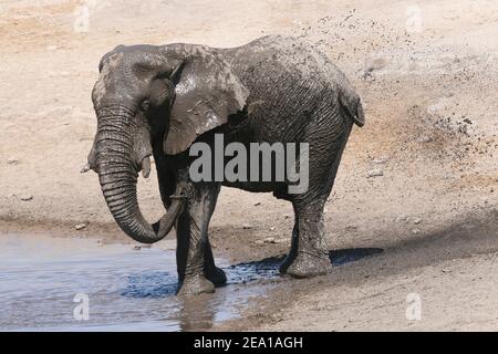 Elefante toro joven disfrutando DE un chapoteo de barro en el Parque Nacional Etosha, Namibia Foto de stock