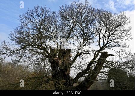 Árboles de invierno, Foots Cray Meadows, Sidcup, Kent. REINO UNIDO Foto de stock