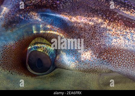 El ojo de calamar, calamar de arrecife de Bigfir (de cerca) Foto de stock