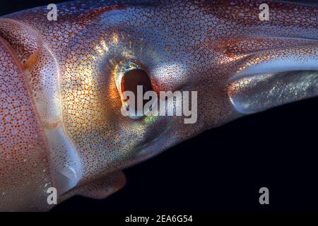El ojo de calamar, calamar de arrecife de Bigfir (de cerca) Foto de stock