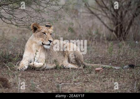 Cachorro de león, Panthero leo, Parque Nacional Kruger, Sudáfrica