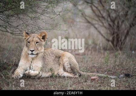 Cachorro de león, Panthero leo, Parque Nacional Kruger, Sudáfrica