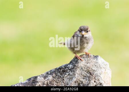 Casa juvenil Sparrow [ Passer domesticus ] sobre una roca con fondo desenfocado