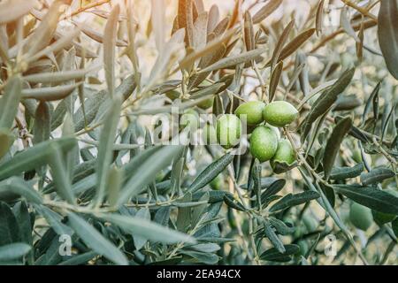 Las aceitunas verdes crecen en la rama de un joven olivo en la granja. Producción de aceite ecológico Foto de stock