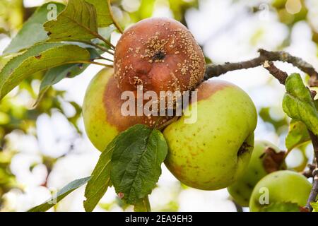 Manzana podrida. Frutos infectados por la Manzana Monilia fructigena Foto de stock
