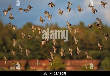 European Starling (Sturnus vulgaris), vuelo y aterrizaje de rebaños, Brandeburgo, Alemania
