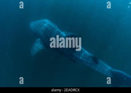 Tiburón ballena manchado en Pintuyan, Padre Burgos, Leyte del Sur, Filipinas, Sudeste Asiático, Submarino, Natación, Océano Azul profundo