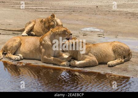 Tres leones al lado de un abrevadero en la sabana africana.