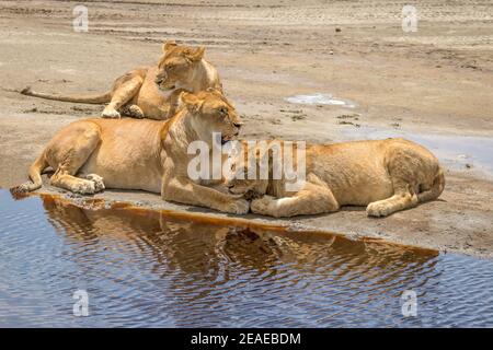 Tres leones descansando al lado de un agujero de agua en África.