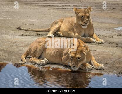 Un par de leones descansando en un abrevadero en África.