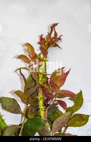 Un brote de un arbusto infectado con un virus llamado roseta de rosas esparcida por los ácaros diminutos llevados por el viento Foto de stock