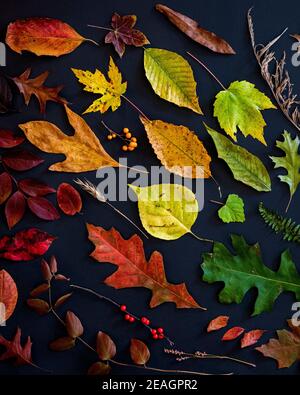 Hojas de otoño en una gama de colores incluyendo rojo, naranja, amarillo, verde y marrón dispuestos individualmente sobre un fondo negro.
