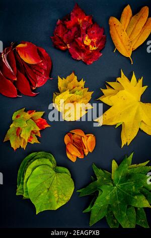 Hojas de otoño en una gama de colores incluyendo rojo, naranja, amarillo, verde y marrón dispuestos en pilas por color sobre un fondo negro.