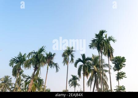 Hermosas palmeras de coco granja naturaleza horizonte en la playa de mar tropical contra un cielo azul claro, sin nubes a la puesta de sol. Verano vacaciones Fotografía de fondo con espacio de copia.