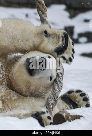 Berlín, Alemania. 9 de febrero de 2021. El oso polar de dos años Hertha juega con una cuerda con sus patas en el Zoo de Berlín. Crédito: Kira Hofmann/dpa-Zentralbild/ZB/dpa/Alamy Live News
